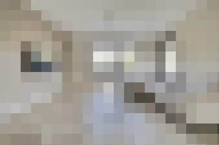 Pauwenhof 45 Goes thumbnail 7