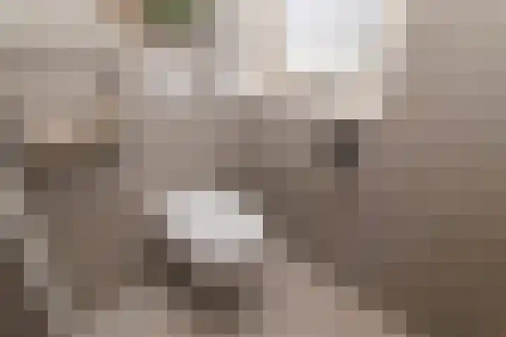 Pauwenveld 13 Zoetermeer thumbnail 26