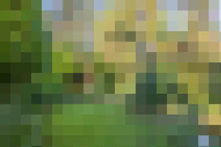 Pauwlaan 22 Eindhoven thumbnail 38