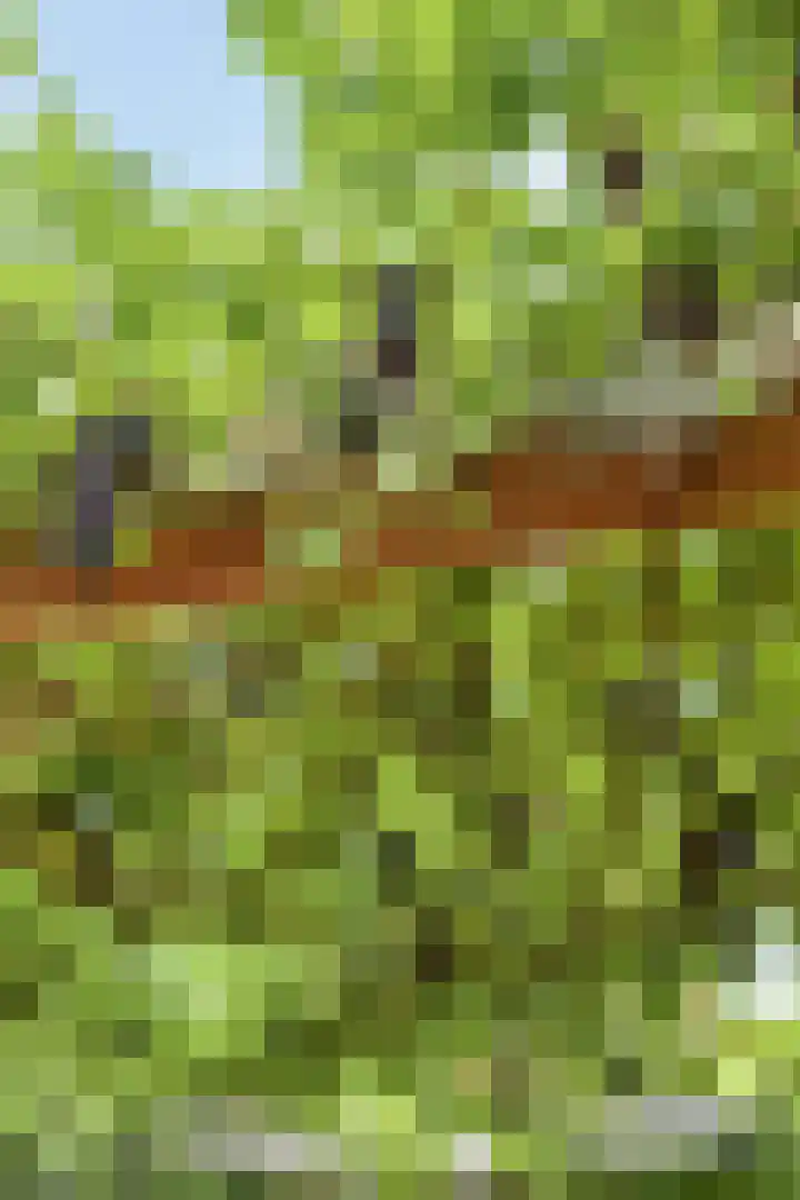 Pauwmolen 81 Delfgauw thumbnail 34
