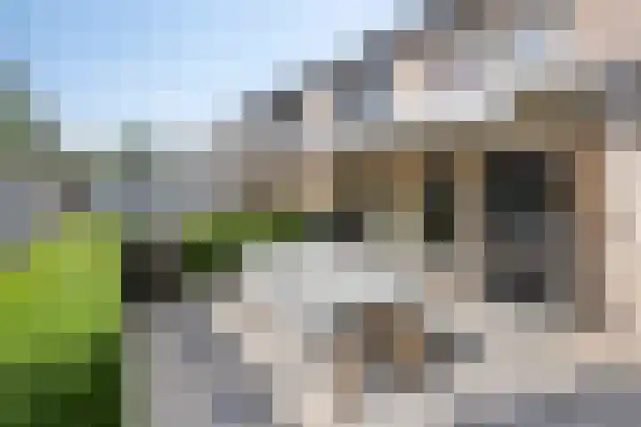 Pauwoog 16 Oss thumbnail 31