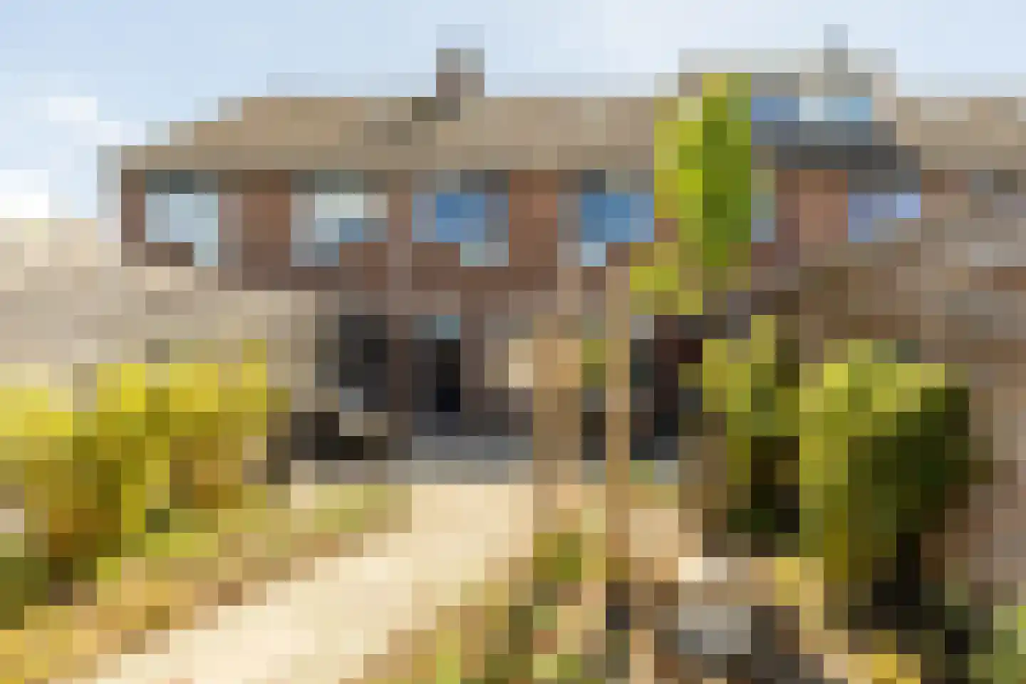 Pauwoog 2 Hellevoetsluis thumbnail 37