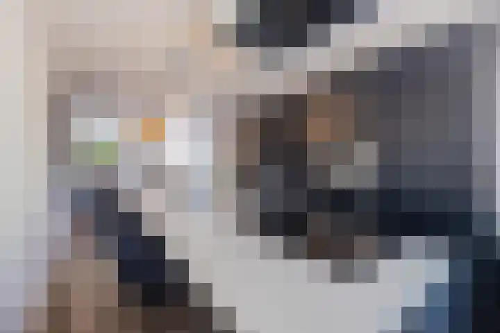 Pauwoog 48 Hoogeveen thumbnail 12