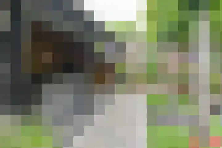 Pauwoog 52 Hoogeveen thumbnail 42