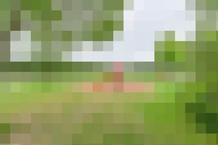 Pauwoog 52 Hoogeveen thumbnail 47