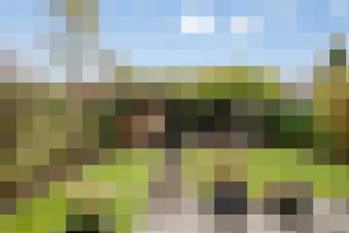 Pauwoog 54 Hoogeveen thumbnail 47
