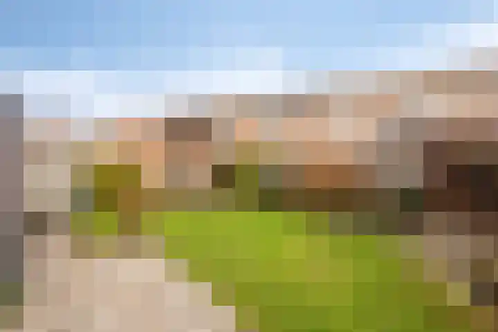 Pauwoog 7 Oss thumbnail 24