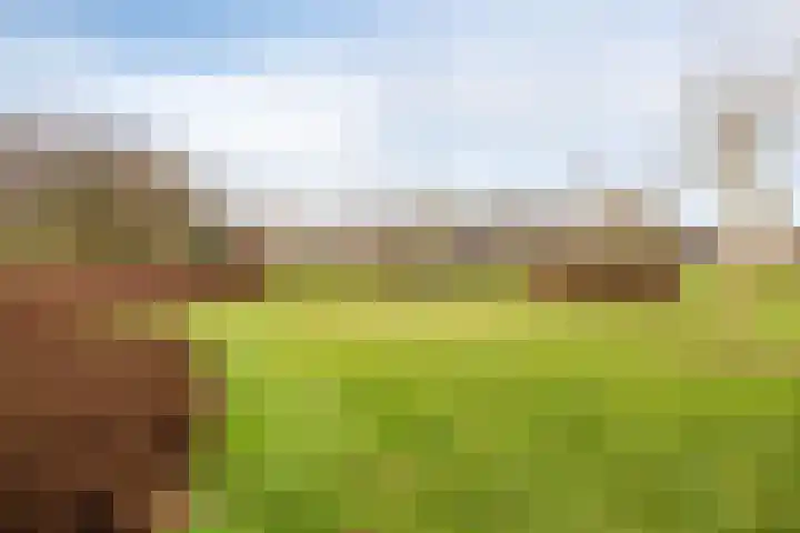 Pauwoog 7 Oss thumbnail 30