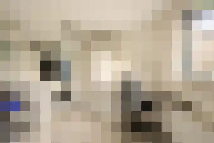 Pauwoog 7 Oss thumbnail 9