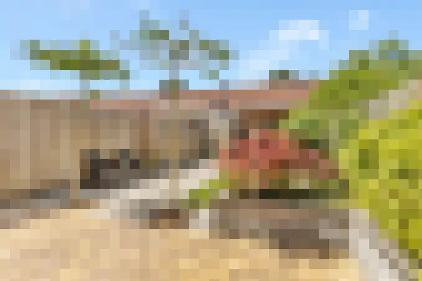 Pauwoog 94 Zeewolde thumbnail 32