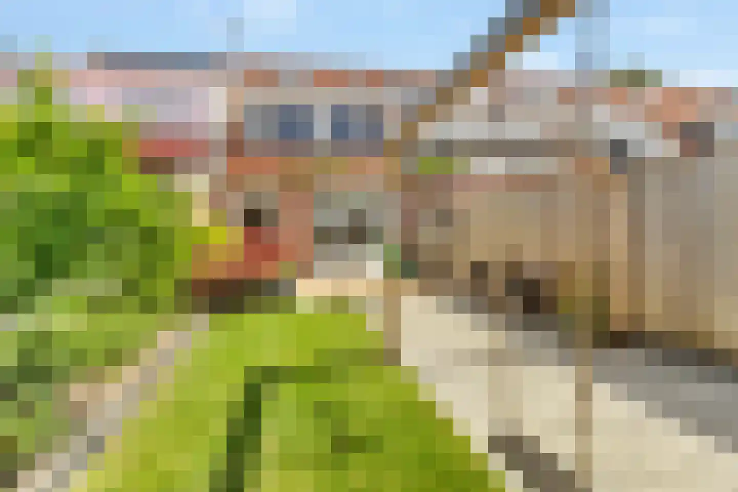 Pauwoog 94 Zeewolde thumbnail 40