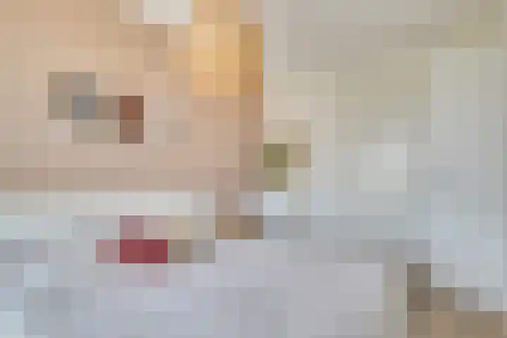 Pauwoogvlinder 36 B Utrecht thumbnail 23