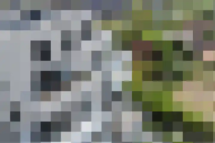 Pauwoogvlinder 36 B Utrecht thumbnail 31