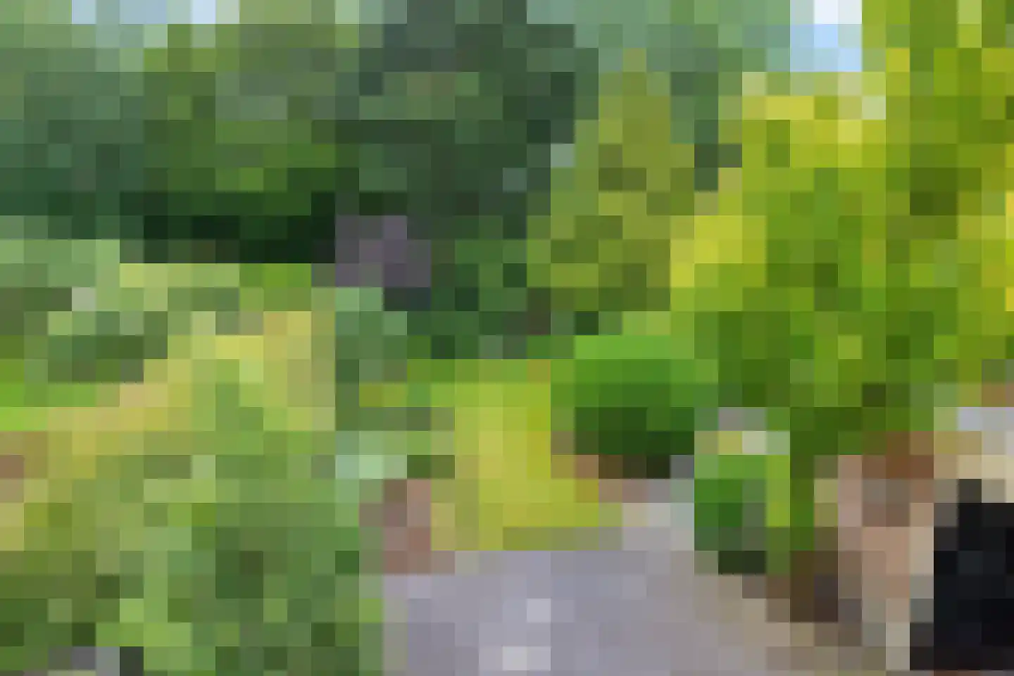 Pealskar 1 Joure thumbnail 26