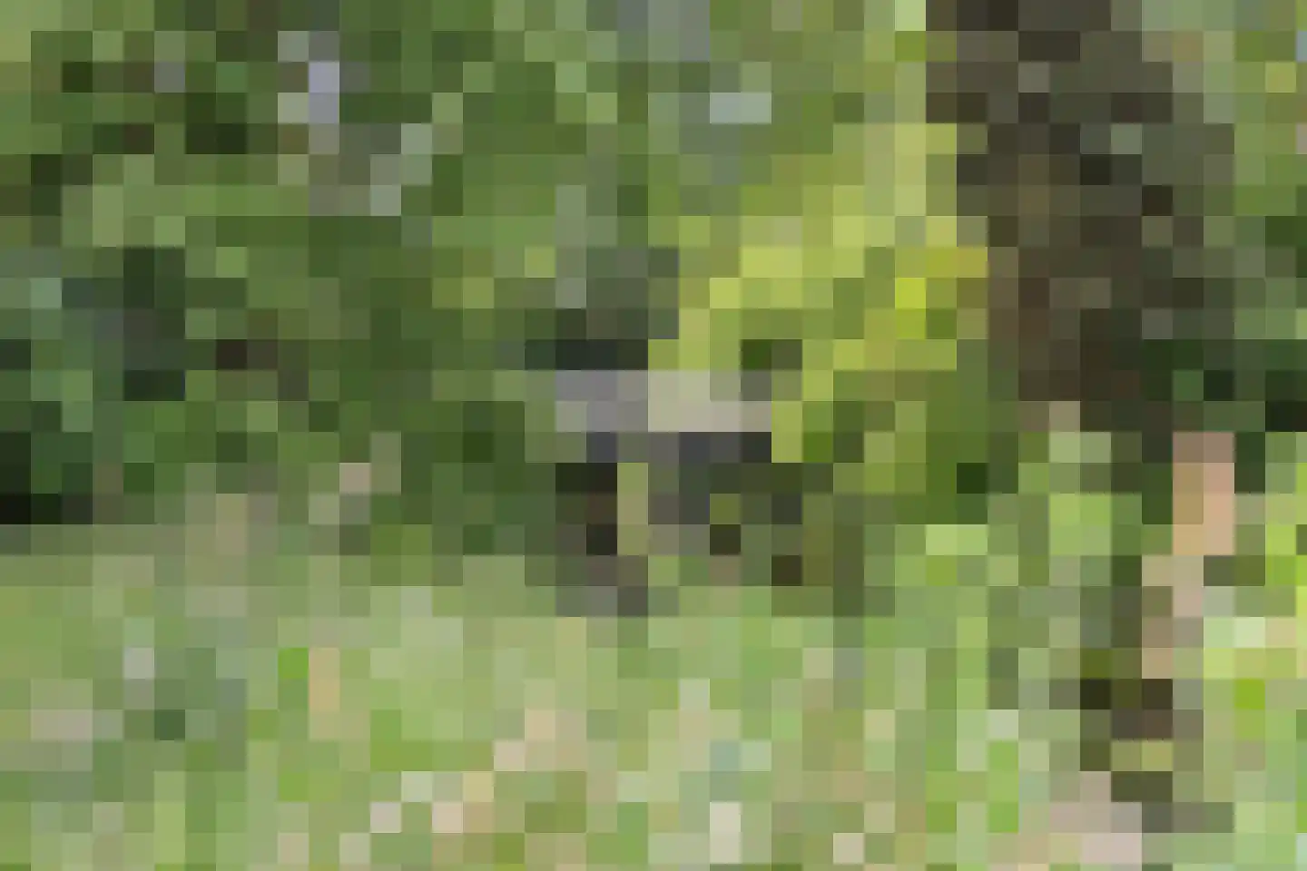 Pealskar 1 Joure thumbnail 34