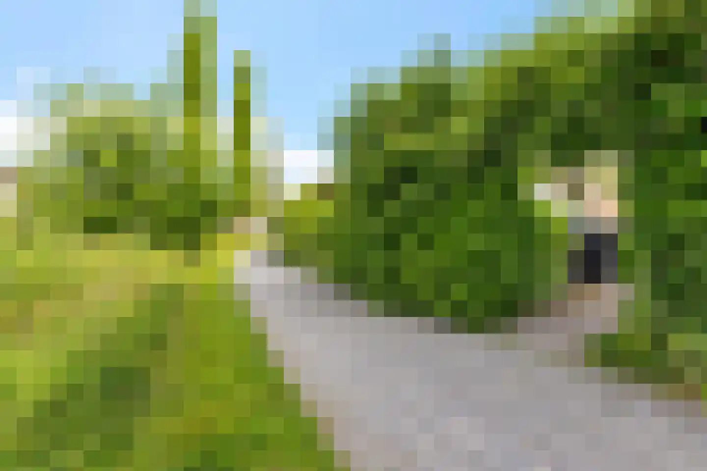 Pealskar 1 Joure thumbnail 35