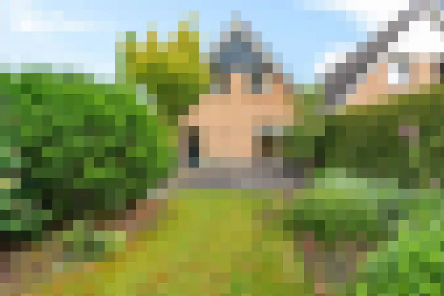 Pealskar 1 Joure thumbnail 42