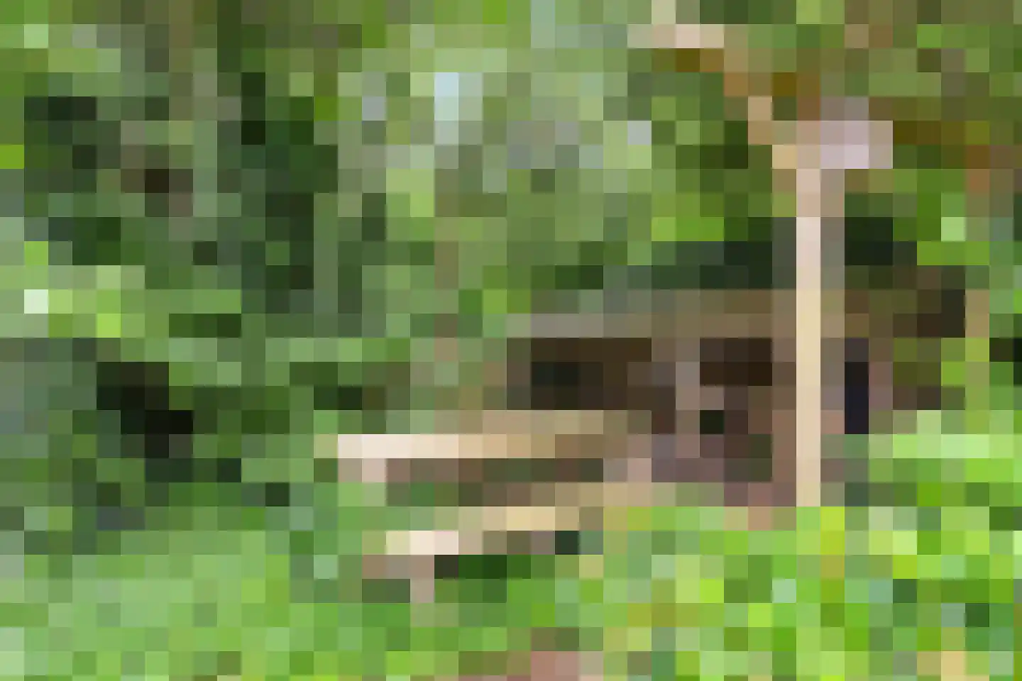 Pealskar 1 Joure thumbnail 43
