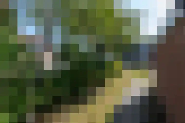 Pealskar 16 Joure thumbnail 35