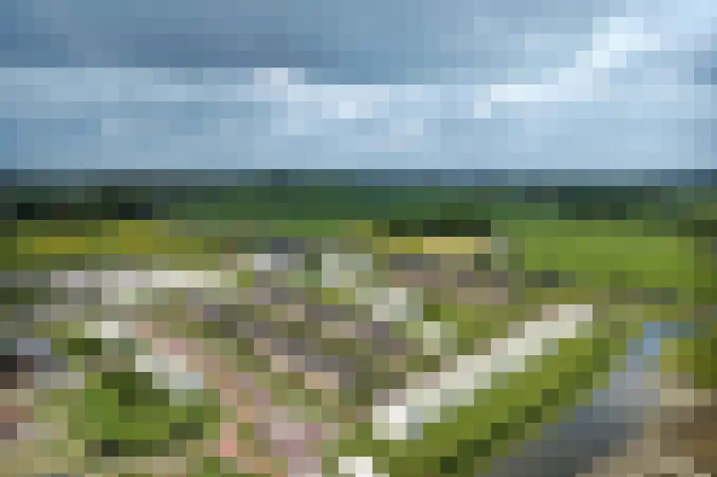 Peaskeblom 11 Leeuwarden thumbnail 7