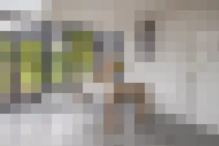 Peeleik 17 Helmond thumbnail 21