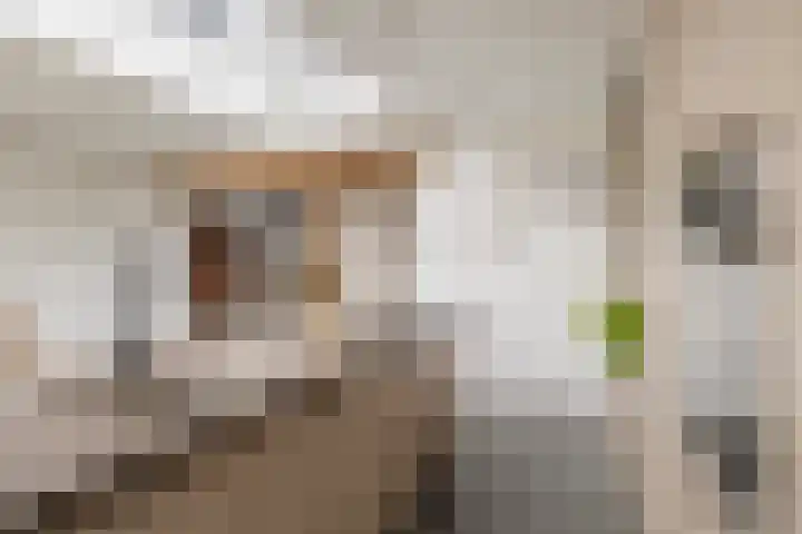 Peeleik 17 Helmond thumbnail 25