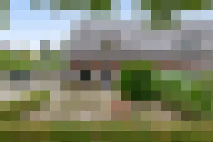 Peeleik 17 Helmond thumbnail 5