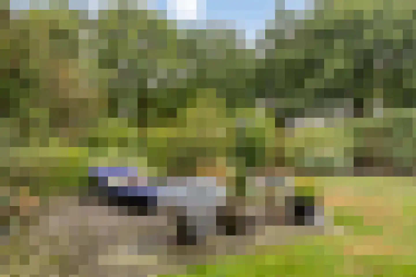 Peeleik 19 Helmond thumbnail 49