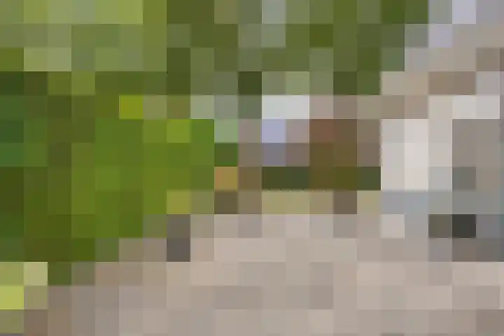 Peeleik 23 A Helmond thumbnail 6