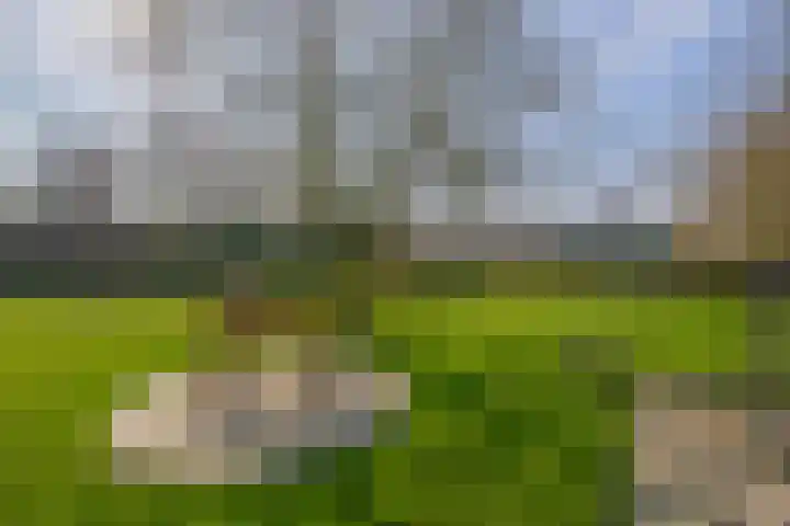 Peeleik 8 Helmond thumbnail 66