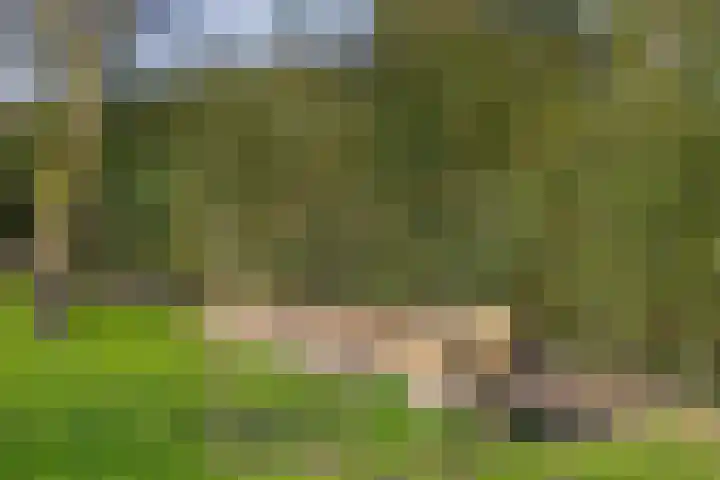 Peeleik 8 Helmond thumbnail 69