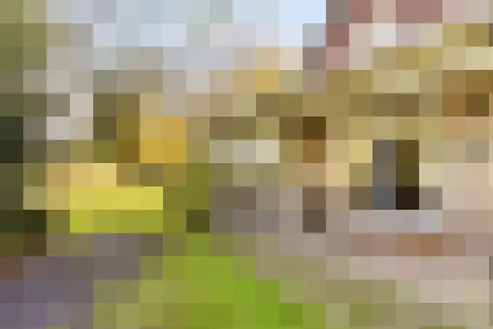 Peelkanaalweg 1 Westerbeek thumbnail 35