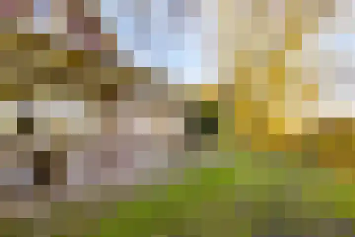 Peelkanaalweg 1 Westerbeek thumbnail 36