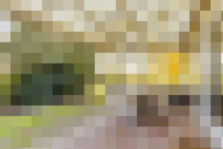 Peelkanaalweg 1 Westerbeek thumbnail 37