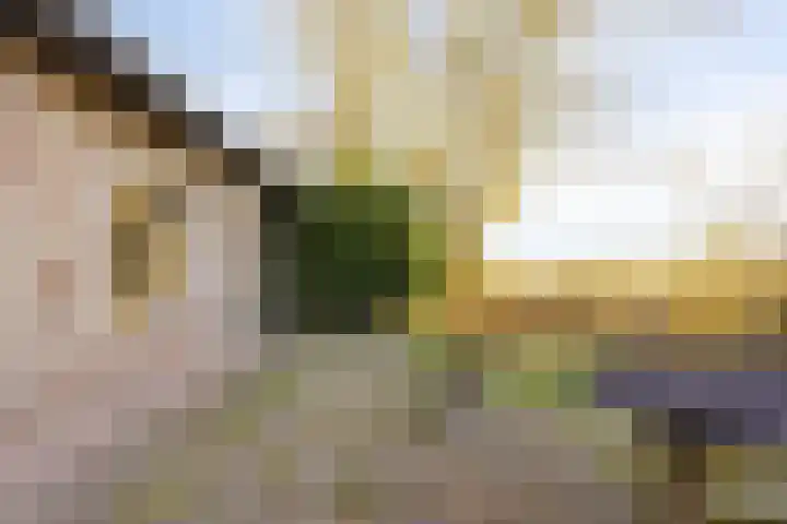 Peelkanaalweg 1 Westerbeek thumbnail 39