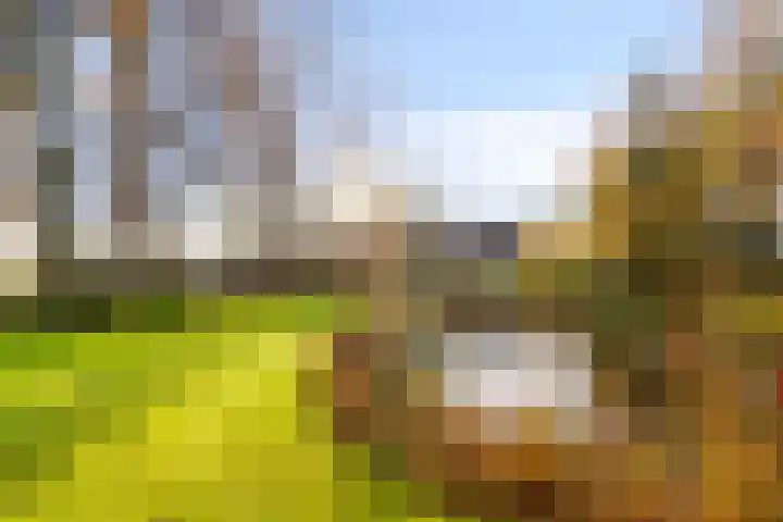 Peelkanaalweg 1 Westerbeek thumbnail 47