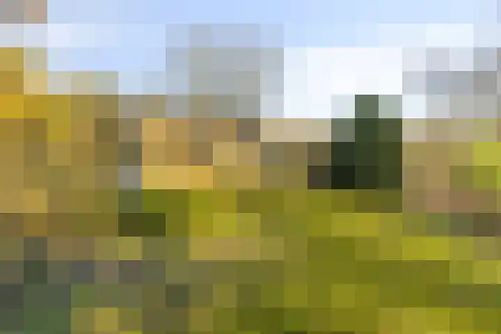 Peelkanaalweg 1 Westerbeek thumbnail 51