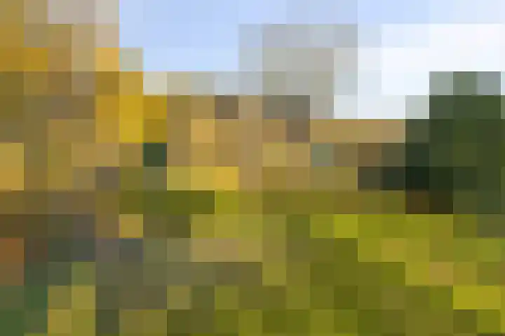 Peelkanaalweg 1 Westerbeek thumbnail 52