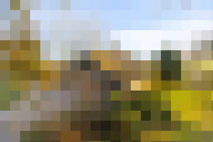 Peelkanaalweg 1 Westerbeek thumbnail 61