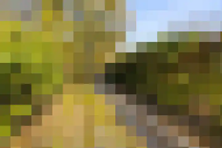 Peelkanaalweg 1 Westerbeek thumbnail 64