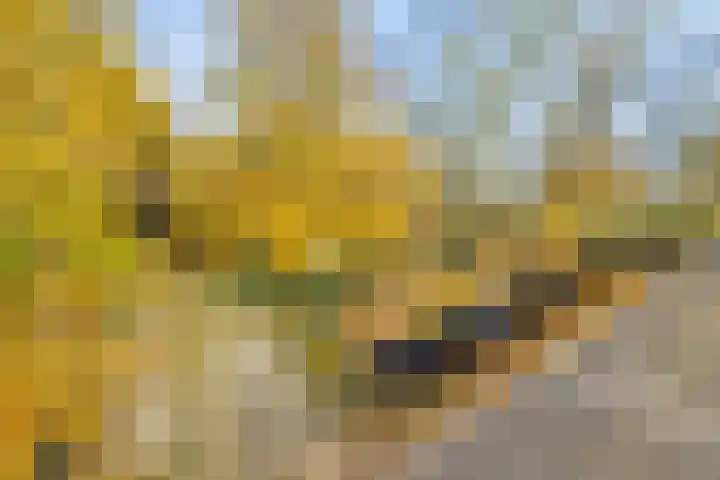 Peelkanaalweg 1 Westerbeek thumbnail 69