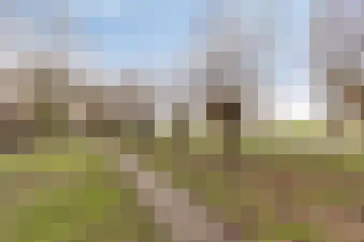 Peellaan 117 Oss thumbnail 35
