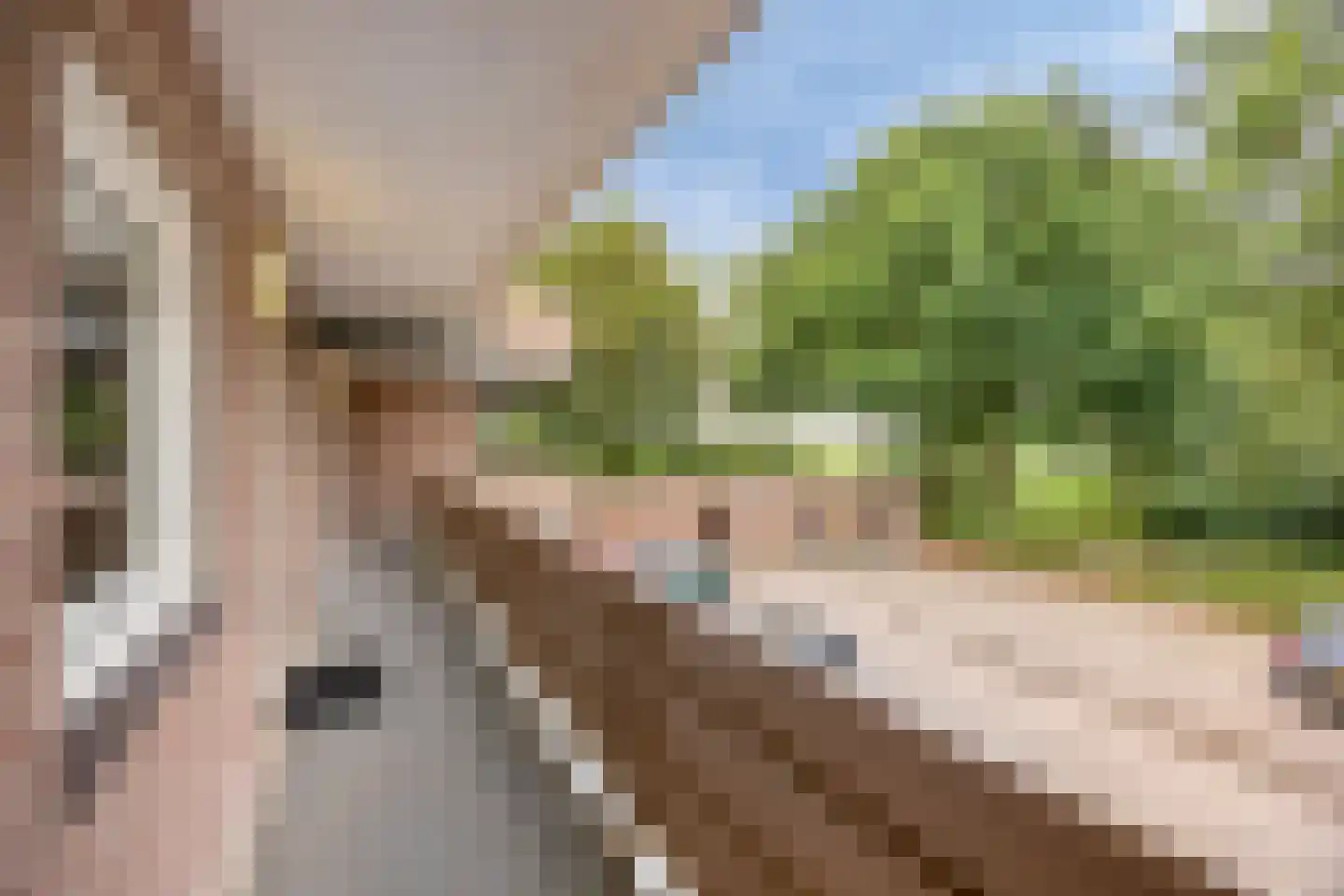 Peellaan 145 Oss thumbnail 7