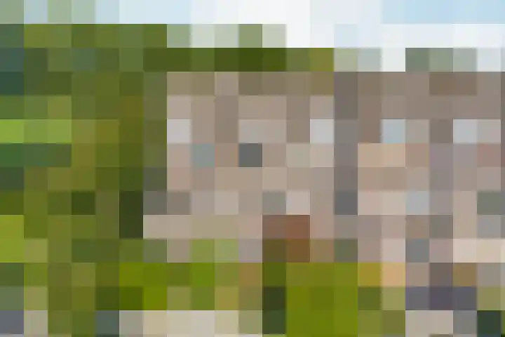 Peellaan 169 Oss thumbnail 46