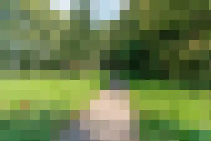 Peellaan 169 Oss thumbnail 49