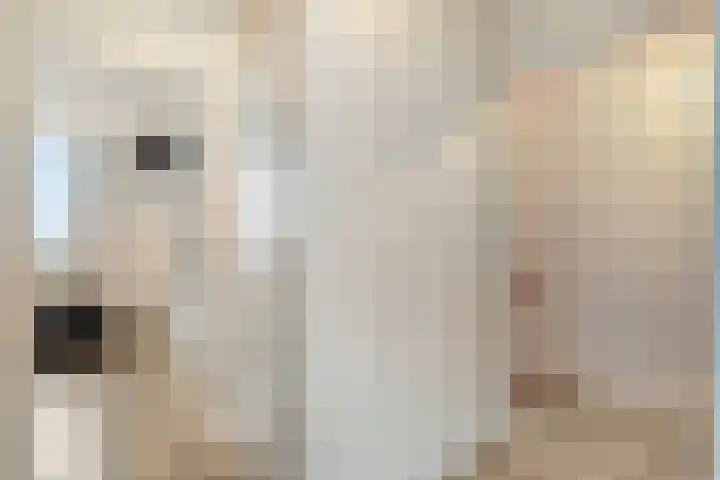 Peellaan 80 Oss thumbnail 20