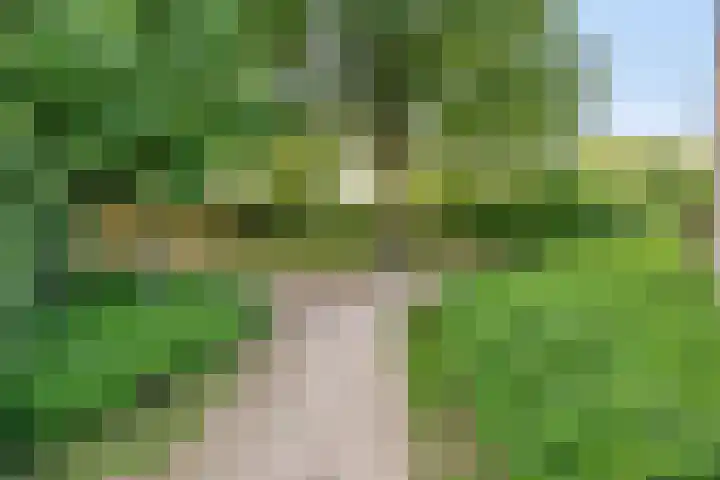 Peellaan 85 Oss thumbnail 31