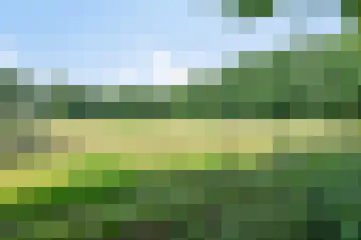Peellaan 85 Oss thumbnail 32