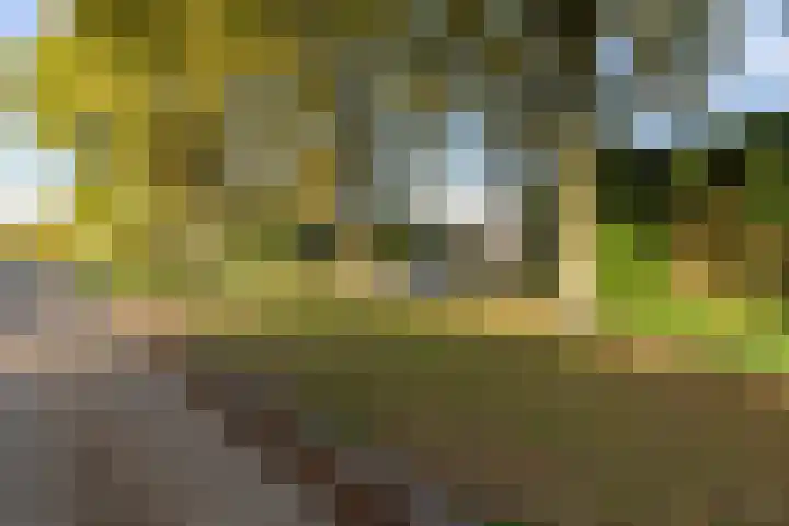 Peellaan 89 Son en Breugel thumbnail 38