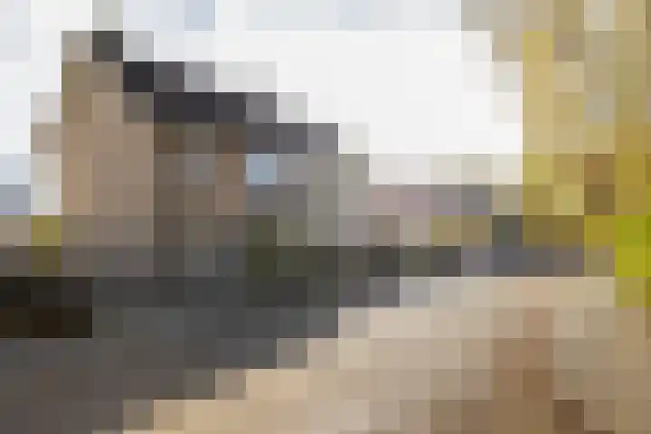 Peellaan 89 Son en Breugel thumbnail 40